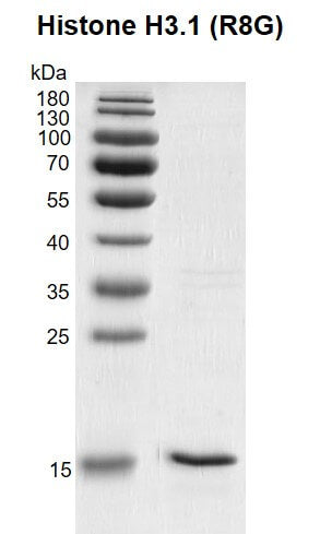 Recombinant Histone H3.1 (R8G) - MyBio Ireland - Active Motif