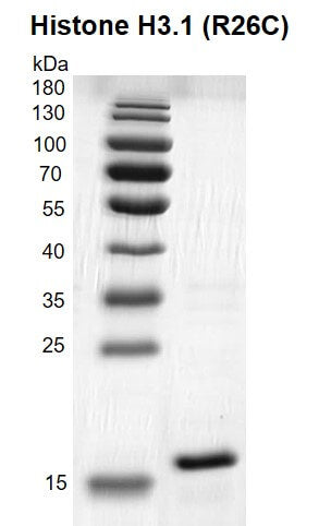 Recombinant Histone H3.1 (R26C) - MyBio Ireland - Active Motif