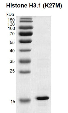 Recombinant Histone H3.1 (K27M) - MyBio Ireland - Active Motif