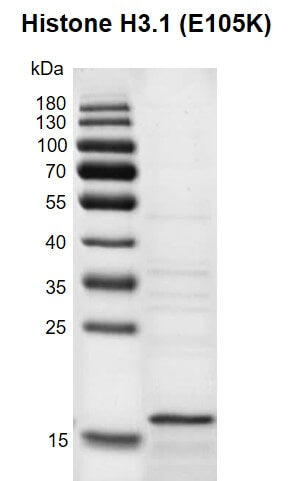 Recombinant Histone H3.1 (E105K) - MyBio Ireland - Active Motif