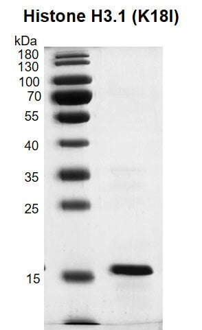 Recombinant Histone H3.1 (K18I) - MyBio Ireland - Active Motif