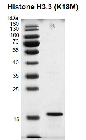 Recombinant Histone H3.3 (K18M) - MyBio Ireland - Active Motif