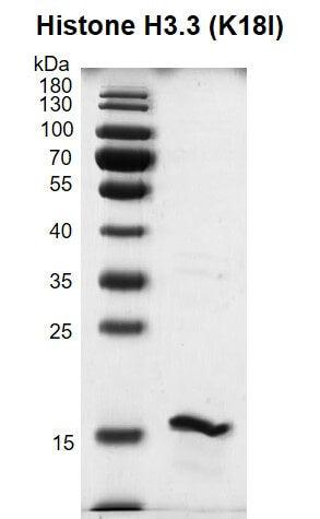 Recombinant Histone H3.3 (K18I) - MyBio Ireland - Active Motif