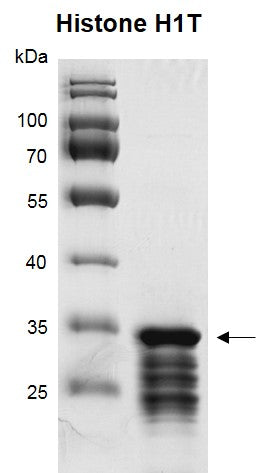 Recombinant Histone H1T - MyBio Ireland - Active Motif