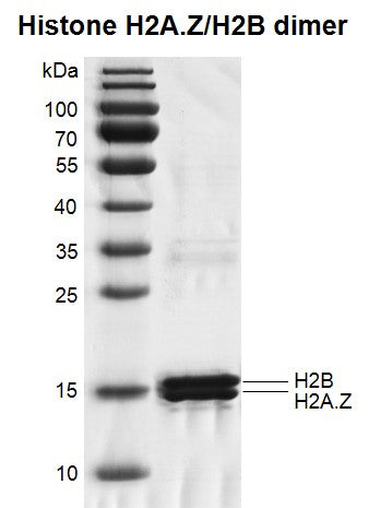 Recombinant Histone H2A.Z/H2B dimer - MyBio Ireland - Active Motif