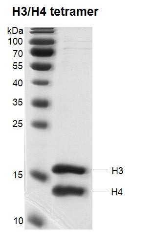 Recombinant Histone H3/H4 tetramer - MyBio Ireland - Active Motif