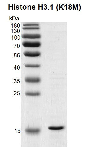 Recombinant Histone H3.1 (K18M) - MyBio Ireland - Active Motif