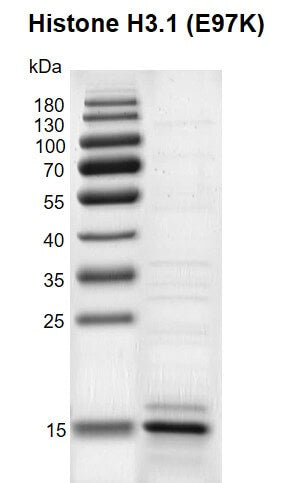 Recombinant Histone H3.1 (E97K) - MyBio Ireland - Active Motif
