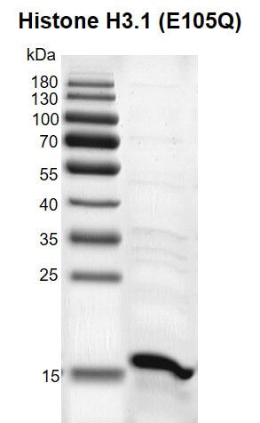 Recombinant Histone H3.1 (E105Q) - MyBio Ireland - Active Motif