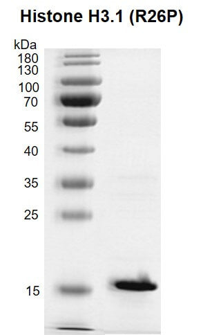 Recombinant Histone H3.1 (R26P) - MyBio Ireland - Active Motif