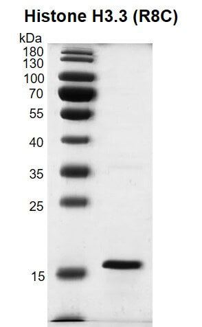 Recombinant Histone H3.3 (R8C) - MyBio Ireland - Active Motif