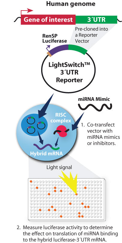 LightSwitch™ miRNA Target Reporter - MyBio Ireland - Active Motif