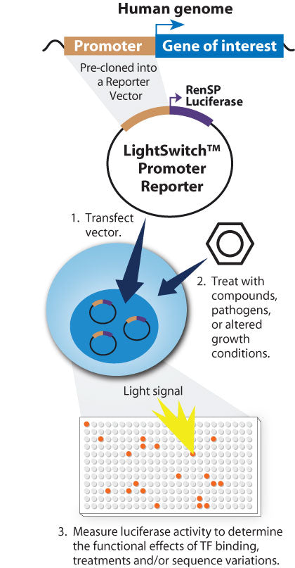 LightSwitch™ LDHA Promoter Control - MyBio Ireland - Active Motif