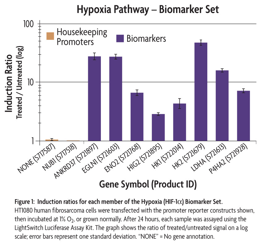 LightSwitch™ Hypoxia (HIF-1α) Biomarker Set - MyBio Ireland - Active Motif