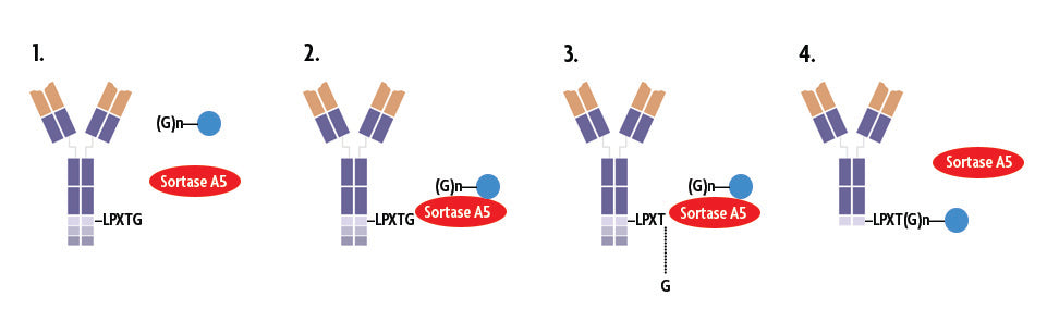 Sortag-IT™ HRV 3C-Biotin Labeling Kit - MyBio Ireland - Active Motif