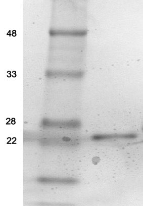 Recombinant Sortase (2A.9) protein - MyBio Ireland - Active Motif