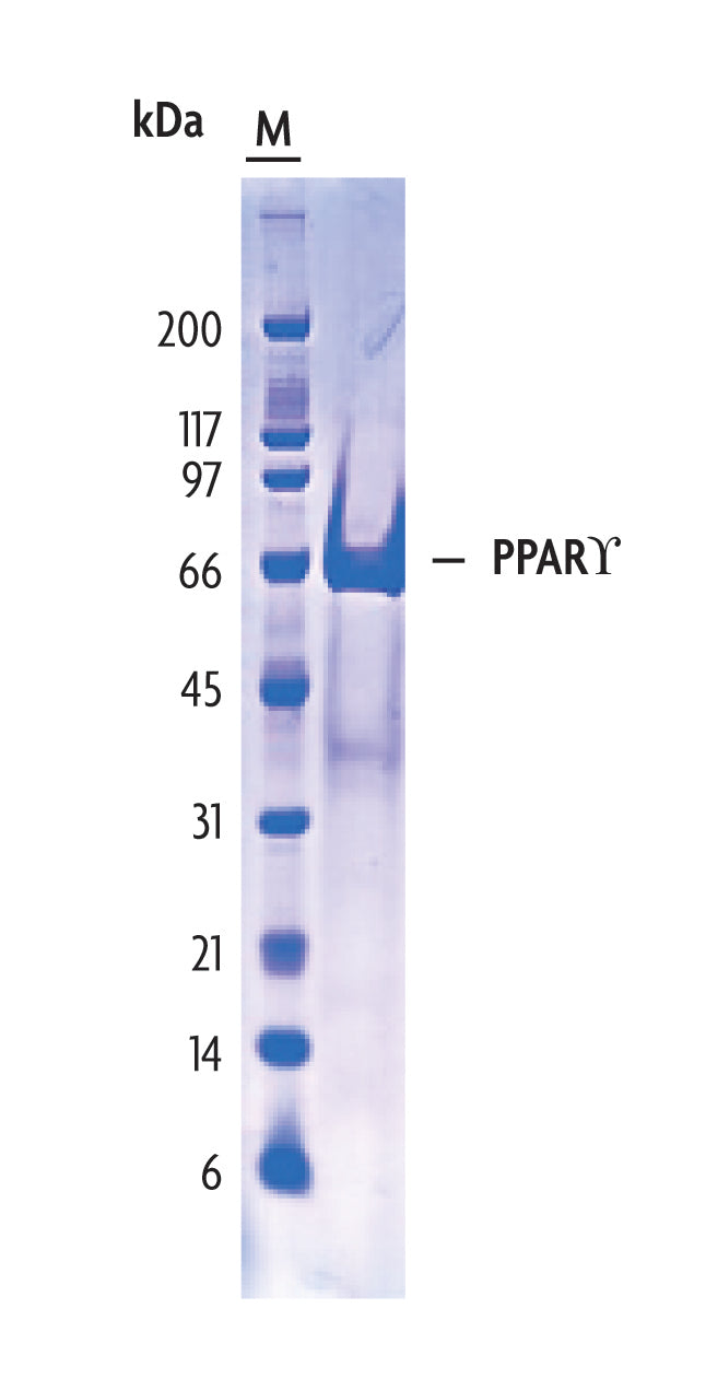 Recombinant PPARγ protein - MyBio Ireland - Active Motif