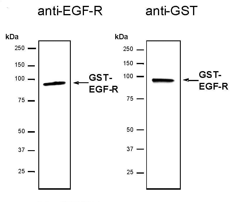 Recombinant EGFR protein - MyBio Ireland - Active Motif