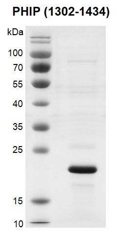 Recombinant PHIP (1302-1434) protein - MyBio Ireland - Active Motif