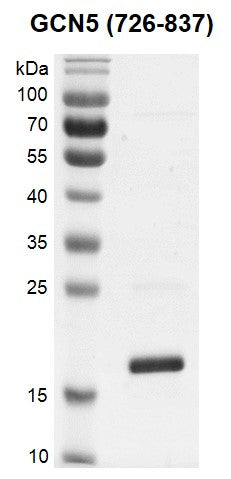 Recombinant KAT2A (GCN5) (726-837) protein - MyBio Ireland - Active Motif