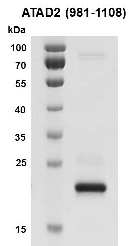Recombinant ATAD2 (981-1108) protein - MyBio Ireland - Active Motif