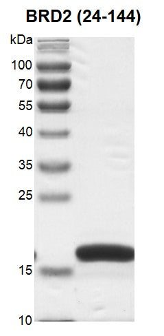 Recombinant BRD3 (24-144) protein - MyBio Ireland - Active Motif