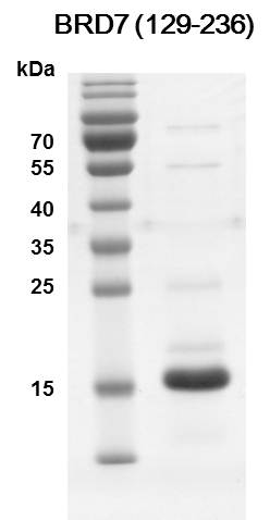 Recombinant BRD7 (129-236) protein - MyBio Ireland - Active Motif