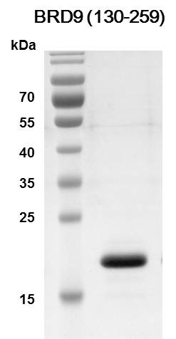 Recombinant BRD9 (130-259) protein - MyBio Ireland - Active Motif