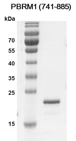 Recombinant PBRM1 (741-885) protein - MyBio Ireland - Active Motif