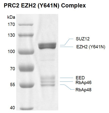 Recombinant PRC2 EZH2 (Y641N) complex - MyBio Ireland - Active Motif