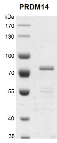 Recombinant PRDM14 protein - MyBio Ireland - Active Motif