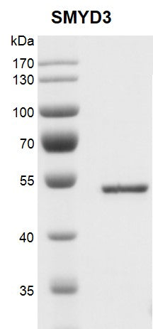 Recombinant SMYD3 protein - MyBio Ireland - Active Motif