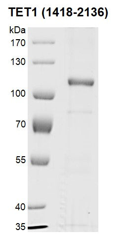 Recombinant TET1 (1418-2136) protein - MyBio Ireland - Active Motif