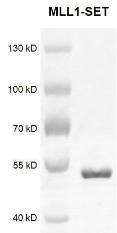 Recombinant KMT2A (MLL1)-SET protein - MyBio Ireland - Active Motif