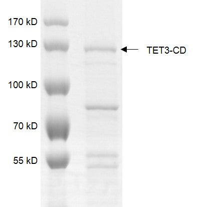 Recombinant TET3 (824-1795) protein - MyBio Ireland - Active Motif