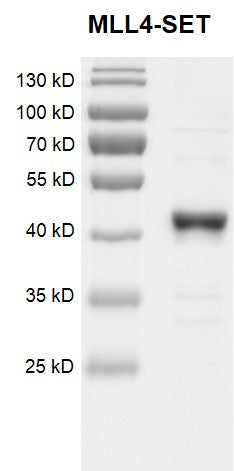 Recombinant KMT2B (MLL4)-SET protein - MyBio Ireland - Active Motif