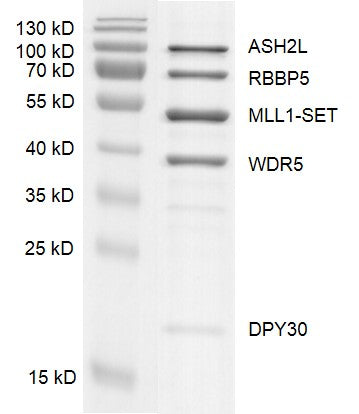 Recombinant KMT2A (MLL1) complex - MyBio Ireland - Active Motif