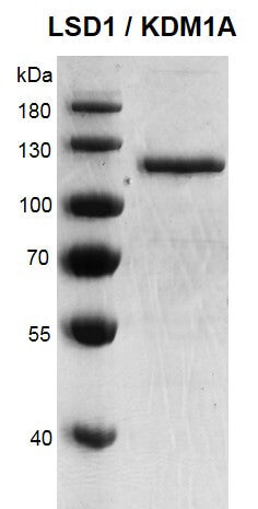 Recombinant LSD1 / KDM1A protein - MyBio Ireland - Active Motif
