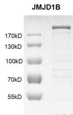 Recombinant JMJD1B / KDM3B protein - MyBio Ireland - Active Motif