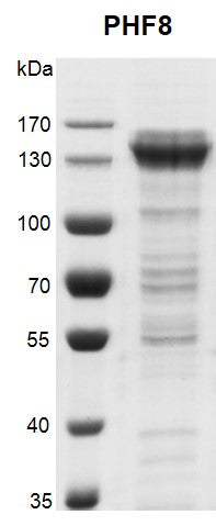 Recombinant PHF8 protein - MyBio Ireland - Active Motif