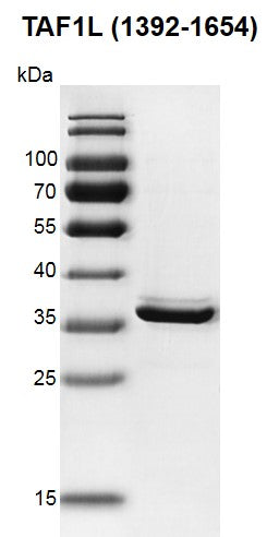Recombinant TAF1L (1392-1654) protein - MyBio Ireland - Active Motif