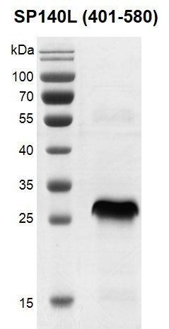 Recombinant SP140L (401-580) protein - MyBio Ireland - Active Motif