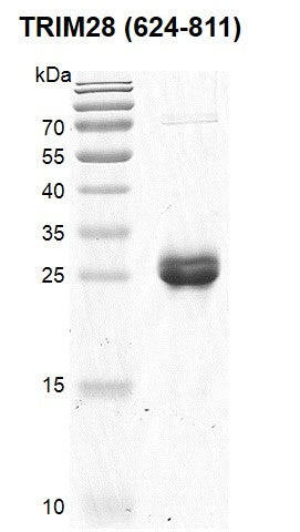 Recombinant TRIM28 (624-811) protein - MyBio Ireland - Active Motif