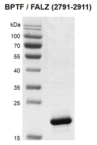 Recombinant BPTF / FALZ (2791-2911) protein - MyBio Ireland - Active Motif