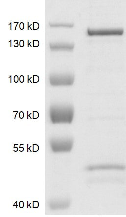 Recombinant JMJD2C / KDM4C protein - MyBio Ireland - Active Motif