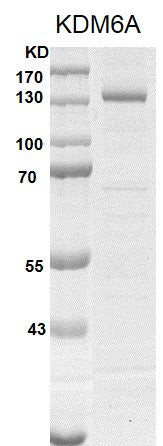 Recombinant UTX / KDM6A protein - MyBio Ireland - Active Motif