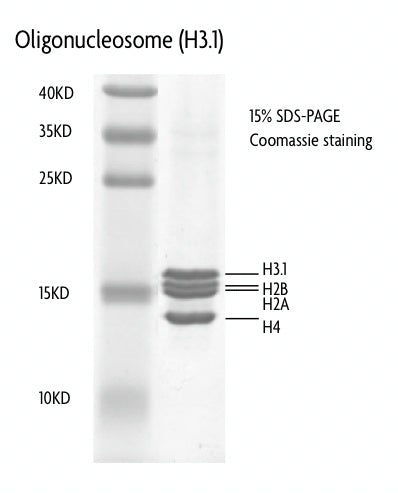 Recombinant Polynucleosomes (H3.1) - MyBio Ireland - Active Motif