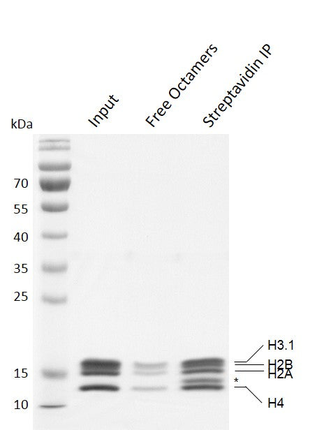 Recombinant Mononucleosomes (H3.1) - biotinylated - MyBio Ireland - Active Motif