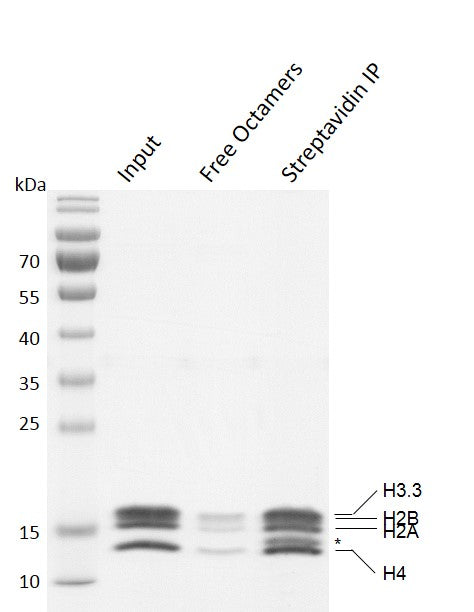 Recombinant Mononucleosomes (H3.3) - biotinylated - MyBio Ireland - Active Motif