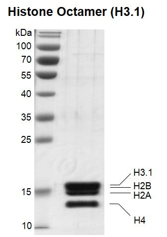 Recombinant Histone Octamer (H3.1) - MyBio Ireland - Active Motif